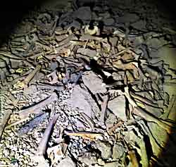 Bones in Umm Jirsan Cave