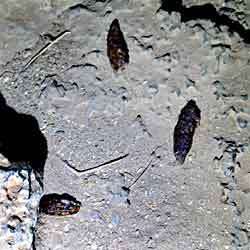 Fresh animal droppings inside Umm Jirsan Cave