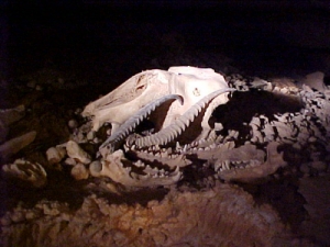 Innumerable bones have been preserved in Murubbeh Cave