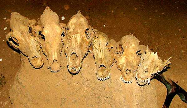 A few of the skulls found in Al-Haya Cave