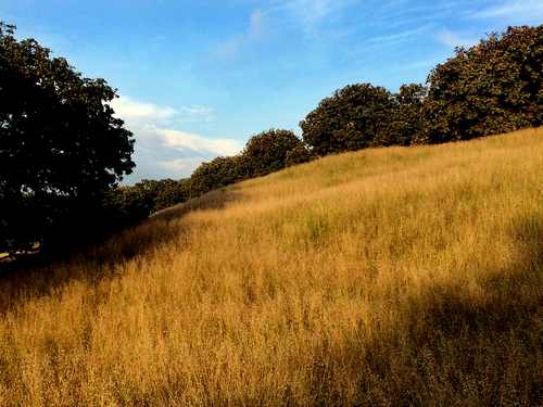 Golden meadow, doomed by developers - Photo: Salvemoselbosque