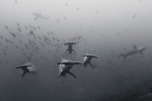 Hammerhead sharks - Photo courtesy of Ben Horton and National Geographic10