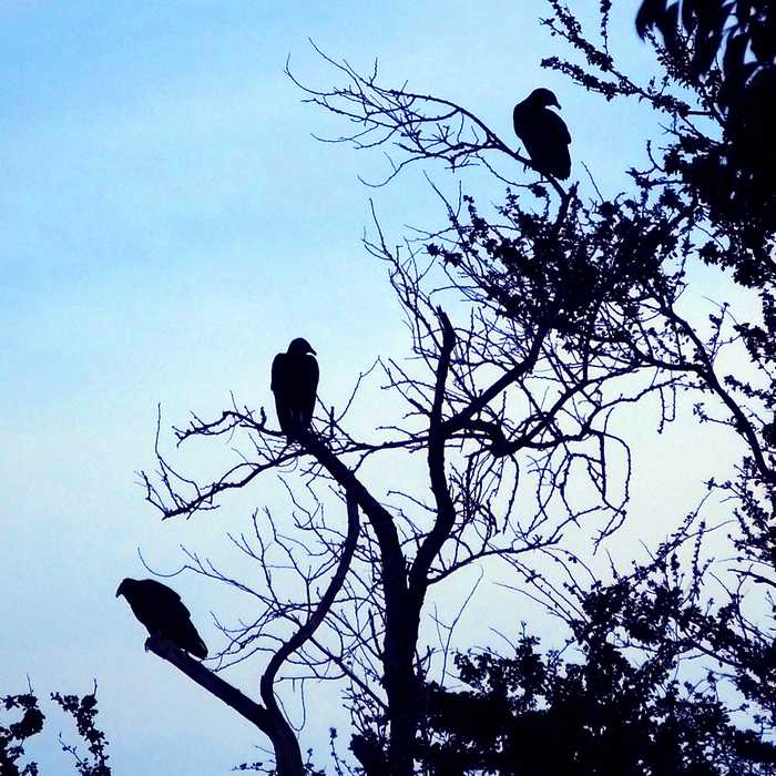 3 black vultures