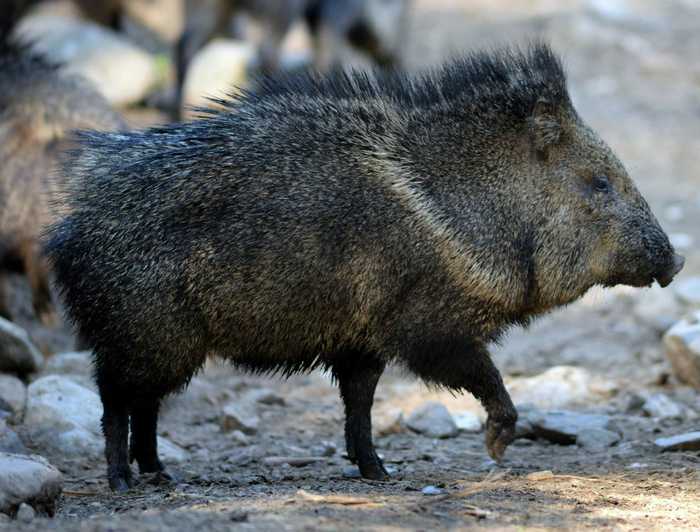 Collared peccary by Chris Lloyd