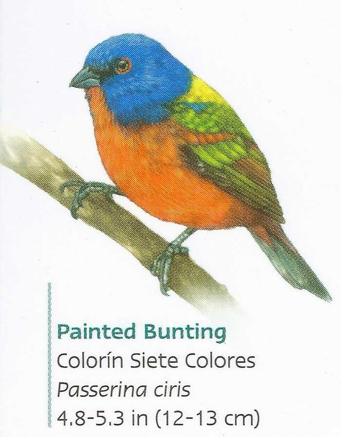 Painted bunting shown in Guadalajara Quick Bird Guide