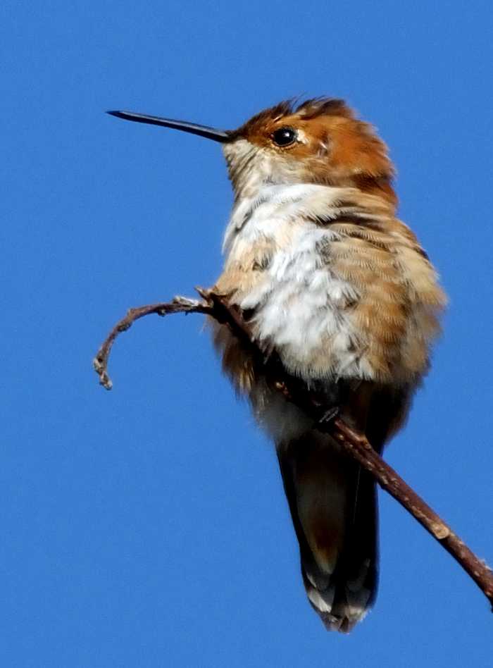 Selasphorus hummingbird, female or young