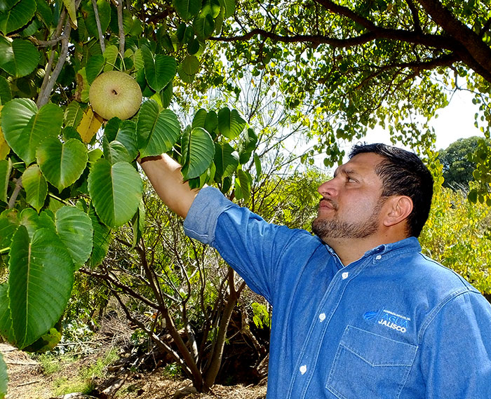 Angel-Rivera-and-Sandbox-Tree-fruit