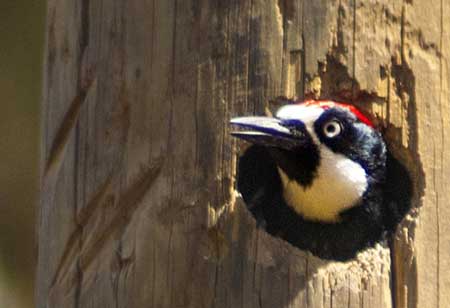 Acorn Woodpecker, Jalisco, Mexico