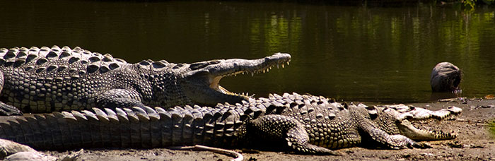 Crocodiles at La Mananzilla