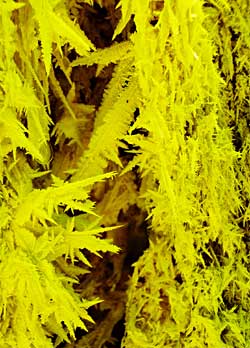 Sulfur feathers