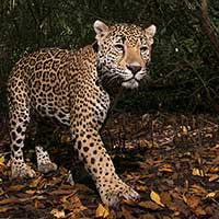 Photographing Jaguars - Photo by Alejandro Prieto