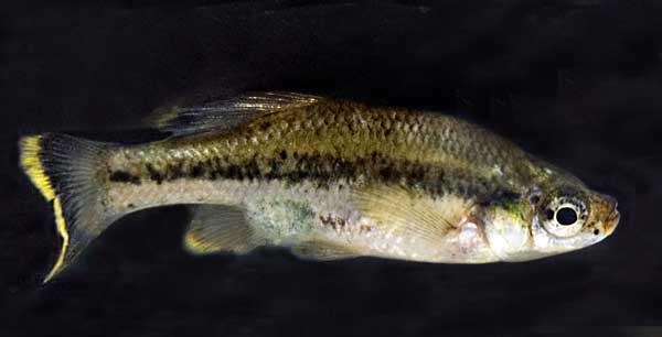 Ameca splendens