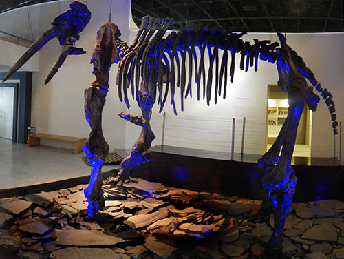 Gomphothere, 2.5 m high, found at Lake Chapala