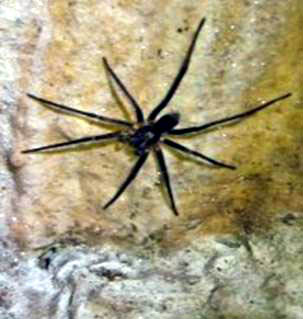 A Wolf Spider