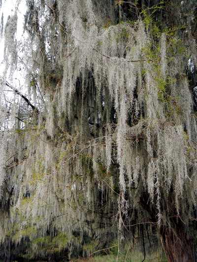 Cypress tree with Spanish Moss