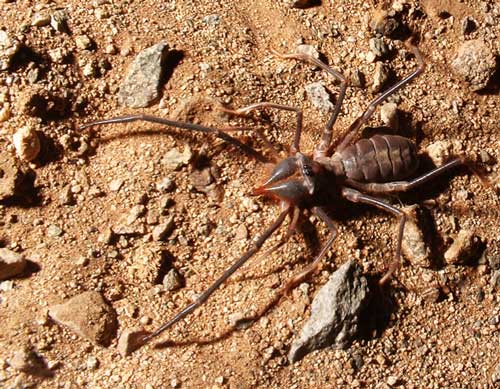 Camel Spider - Photo by John Pint, Saudicaves.com