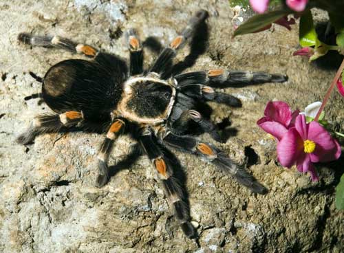 Brachypelma auratum