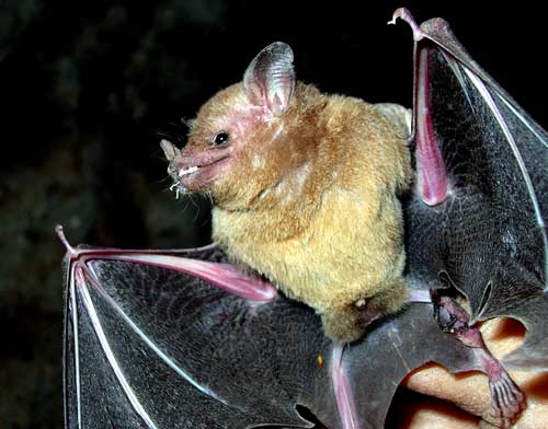 Pallas's Long-Tongued Bat