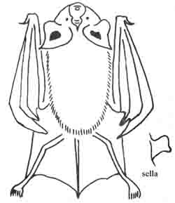Rhinolophus clivosus