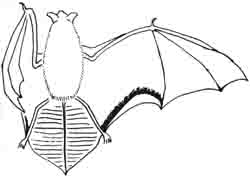 Pipistrellus kuhli