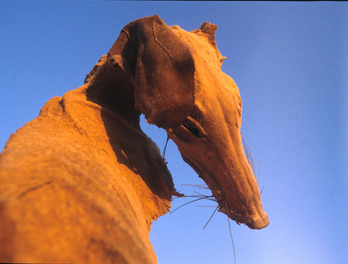 Arabian Red Fox from Murubbeh Cave